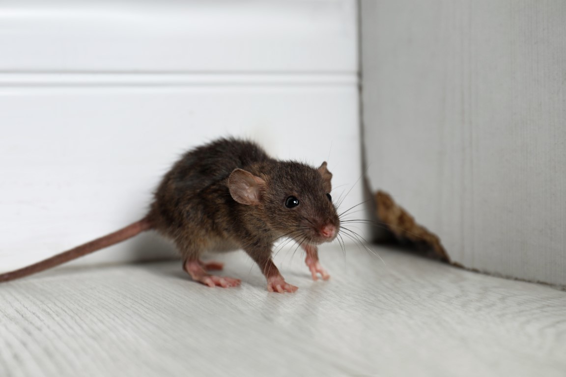 Comment se débarrasser des souris à Nice ? - SOLUTY