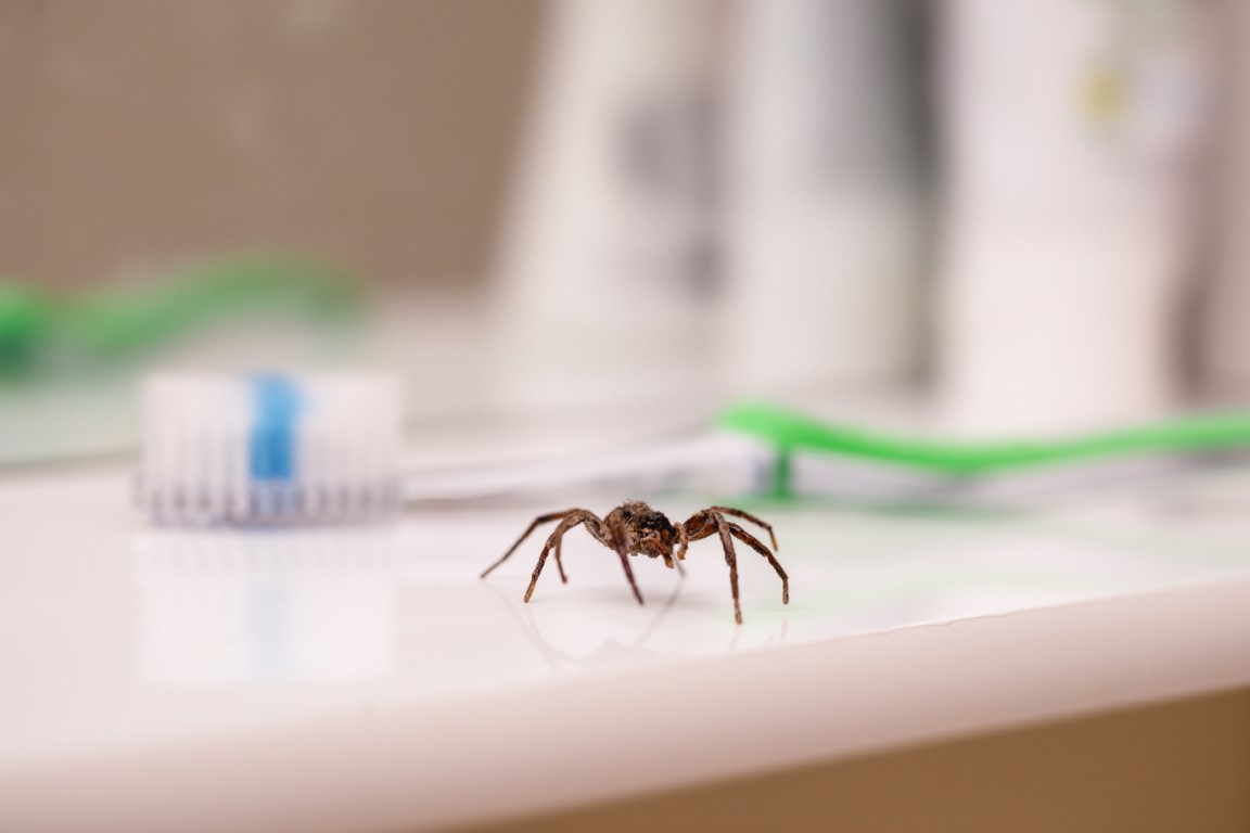 5 astuces et répulsifs naturels pour éviter les araignées dans la maison