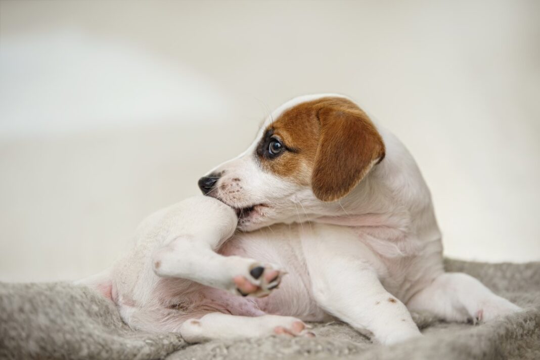 Traitements anti-puce et anti-tique pour chien - Anti-parasitaires